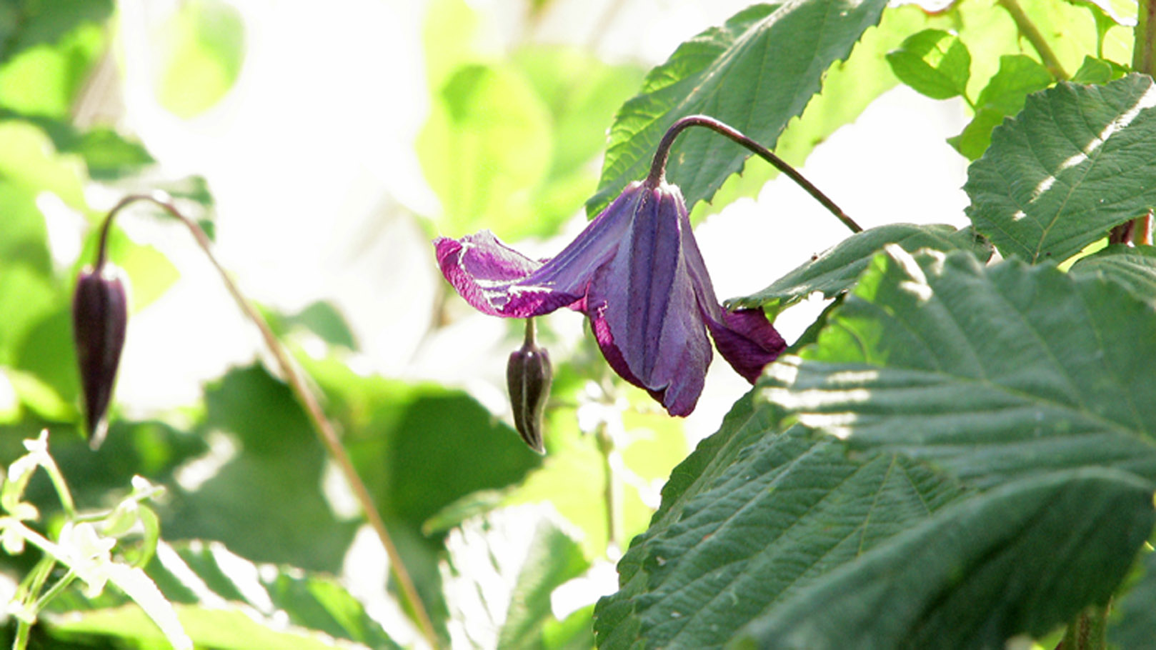 Non Aquilegia, ma Clematis viticella